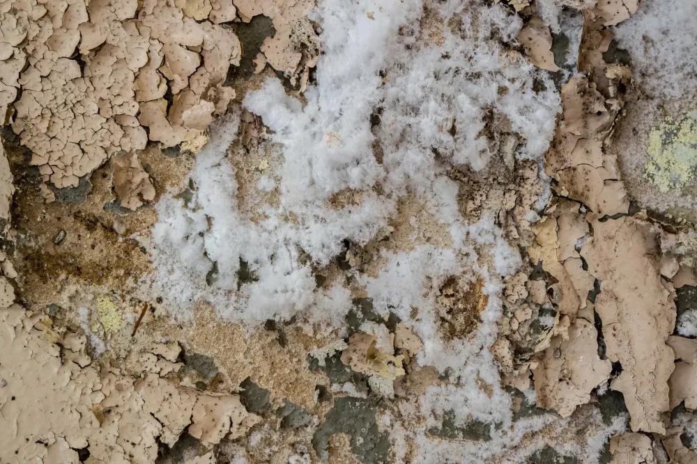 Salpêtre traces blanches près de Strasbourg